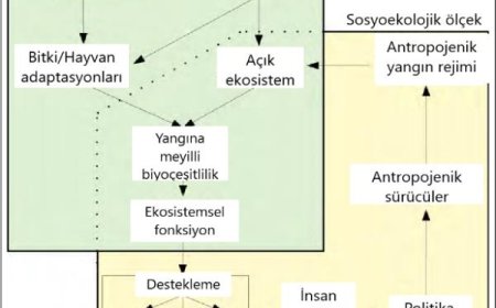 Entropi Ekseninde Orman Yangınları Fenomeni Üzerine Bir İnceleme