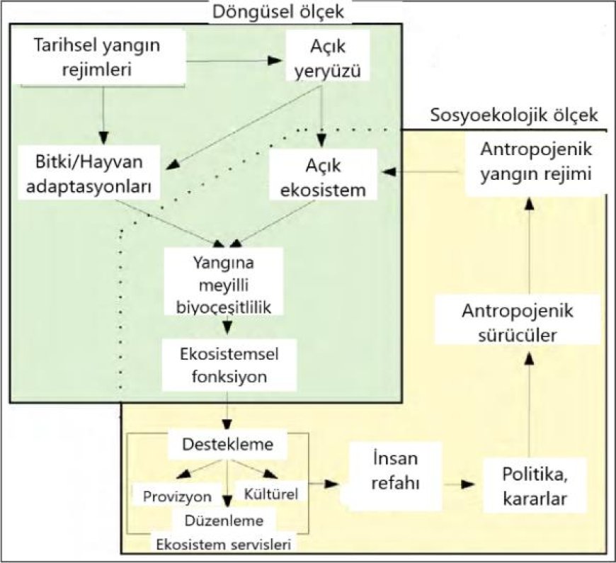 Entropi Ekseninde Orman Yangınları Fenomeni Üzerine Bir İnceleme