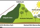 Türkiye Tarımının Yeni Aktörlerinden Avokado (Persea americana Mill.)