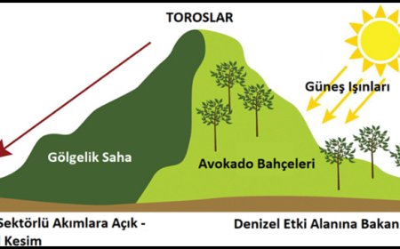 Türkiye Tarımının Yeni Aktörlerinden Avokado (Persea americana Mill.)