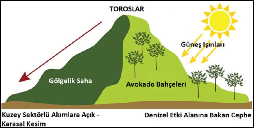 Türkiye Tarımının Yeni Aktörlerinden Avokado (Persea americana Mill.)